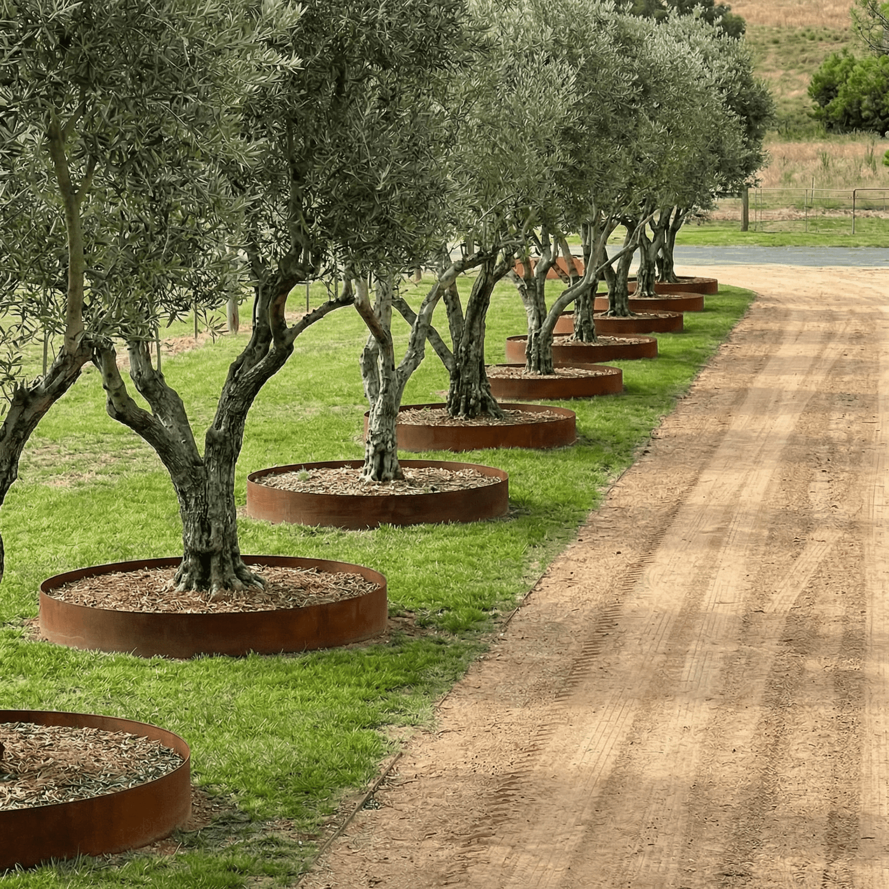 3mm Split Tree Rings – Core Earth Designs