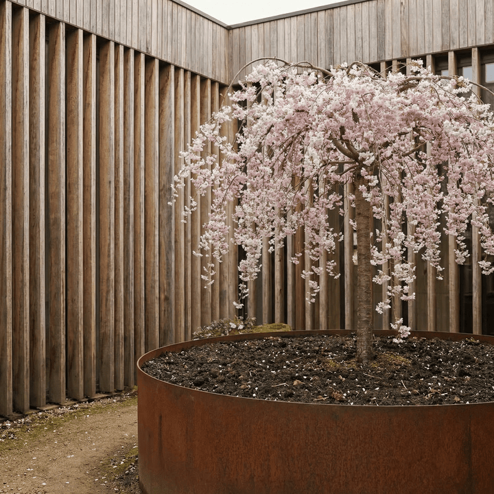 3mm Split Tree Rings - Core Earth Designs