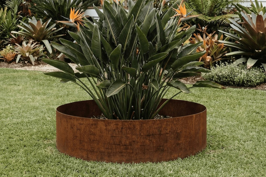 6mm Split Tree Rings | Corten (Rusty)